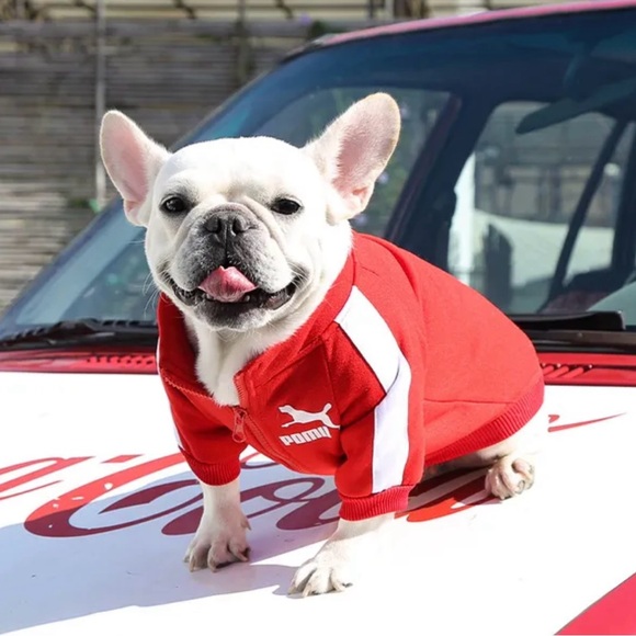 Dog baseball jacket various sizes Small-Large - Picture 3 of 6